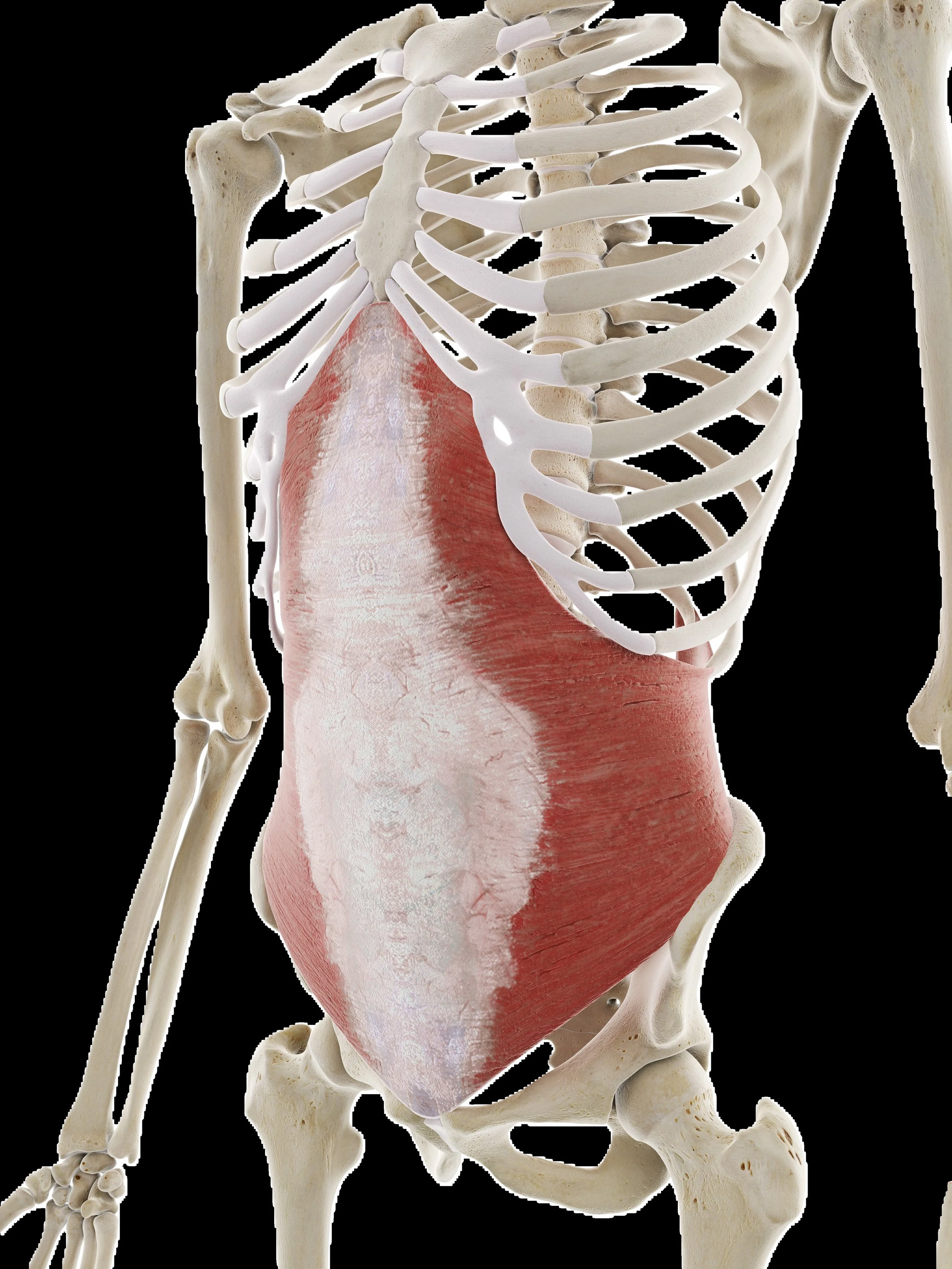 Transversus Abdominis Muscle