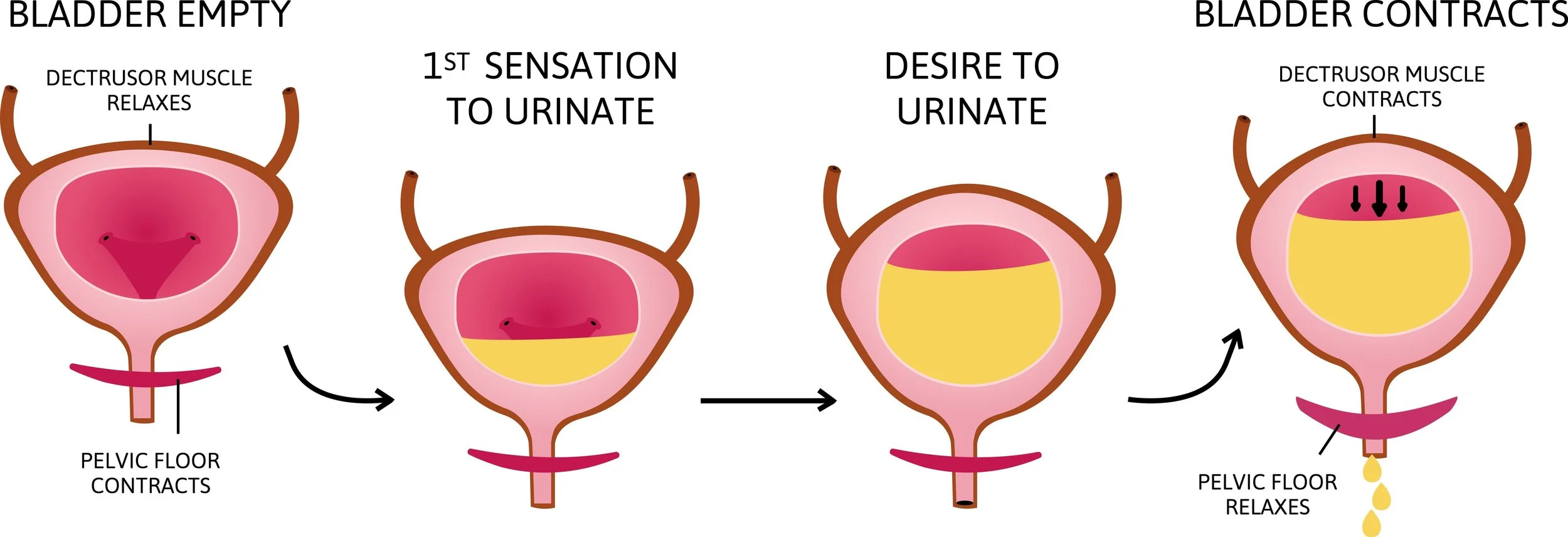 graphic of bladder function for urination